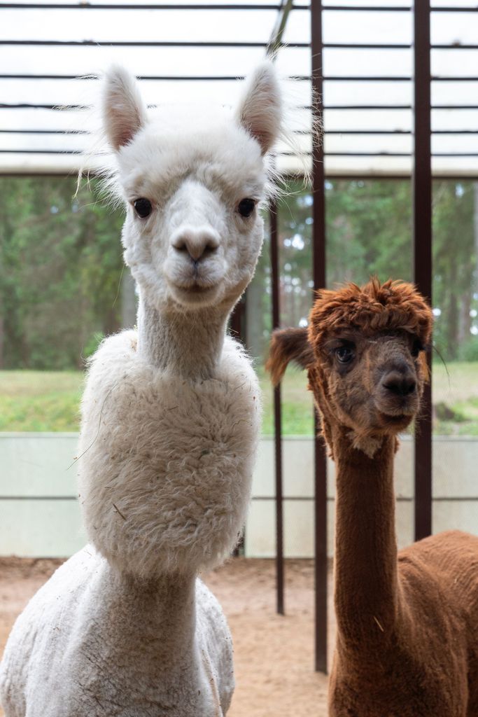 Unique nature experience with alpacas at Esperanza Lake Resort wellness retreat.