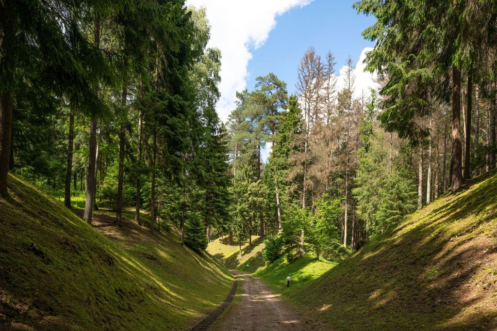Majesctic forest experiences at luxury resort suggesting peaceful wellness retreats.